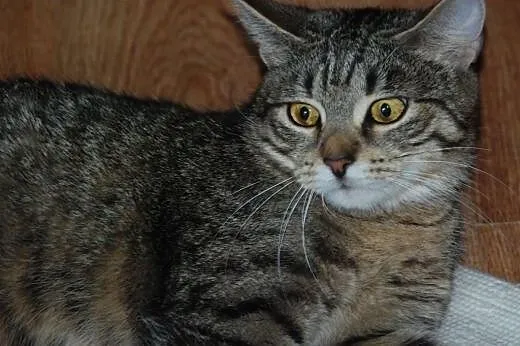 Kotka Kicia Bajka 1,5 roku kochana, przyjacielska 