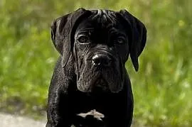 Czarna jak smoła suczka Cane Corso ZKwP/FCI
