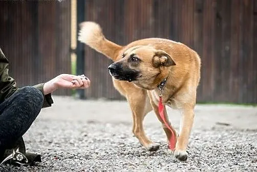 Radosny, łagodny LUNES poleca się w dobre ręce!,  
