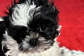 Shihtzu piesek samodzielny
