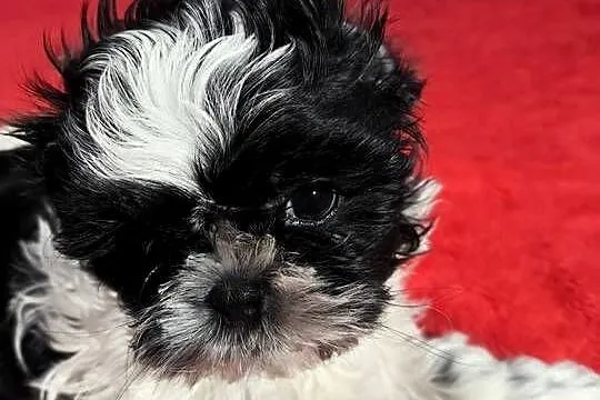 Shihtzu piesek samodzielny