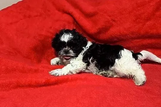 Shihtzu piesek samodzielny, Mazowieckie, Jadów