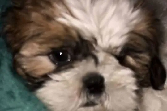 Shihtzu piesek samodzielny, Mazowieckie, Jadów
