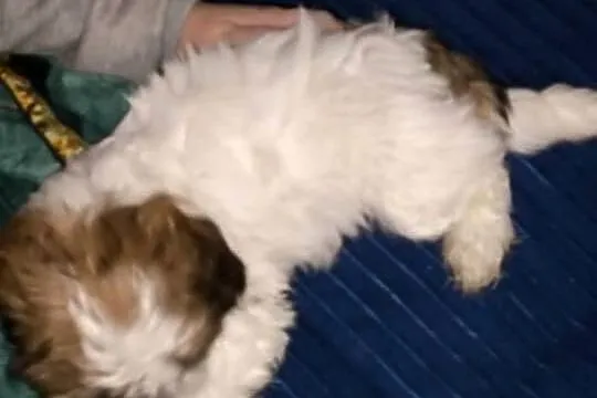 Shihtzu piesek samodzielny, Mazowieckie, Jadów