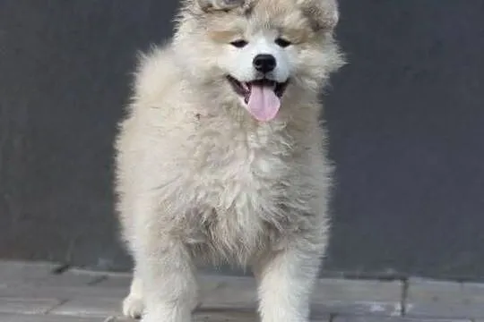 Suczka długowłosa Akita Inu zkwp