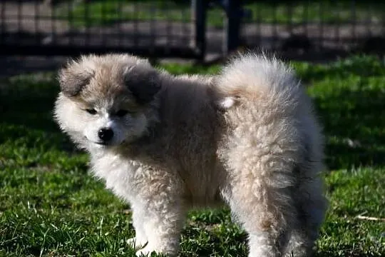 Suczka długowłosa Akita Inu zkwp, Łódzkie, Leśne Odpadki