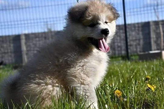 Suczka długowłosa Akita Inu zkwp, Łódzkie, Leśne Odpadki
