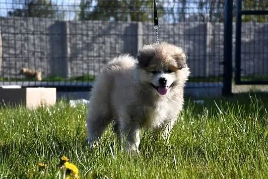 Suczka długowłosa Akita Inu zkwp, Łódzkie, Leśne Odpadki