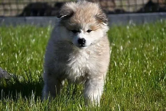 Suczka długowłosa Akita Inu zkwp, Łódzkie, Leśne Odpadki