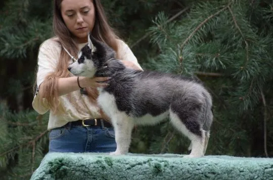 Wybitny czarno-biały samczyk Siberian Husky ZKwP/FCI po championach, , Łódź