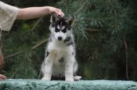 Wybitny czarno-biały samczyk Siberian Husky ZKwP/FCI po championach
