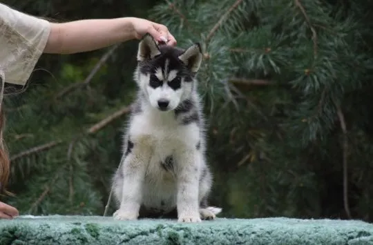 Wybitny czarno-biały samczyk Siberian Husky ZKwP/FCI po championach
