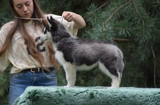 Wybitny czarno-biały samczyk Siberian Husky ZKwP/FCI po championach, , Łódź