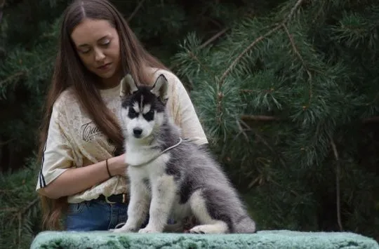Wybitny czarno-biały samczyk Siberian Husky ZKwP/FCI po championach, , Łódź