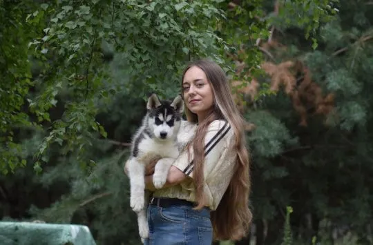Wybitny czarno-biały samczyk Siberian Husky ZKwP/FCI po championach, , Łódź