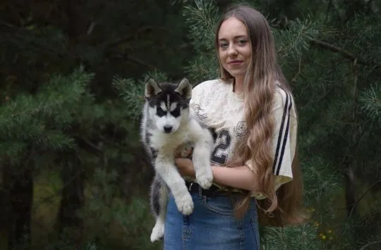 Wybitny czarno-biały samczyk Siberian Husky ZKwP/FCI po championach, , Łódź