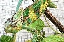 Kameleon Jemeński - Para rozpłodowa,  zachodniopom
