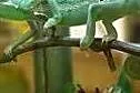 Kameleon Jemeński - Para rozpłodowa,  zachodniopom