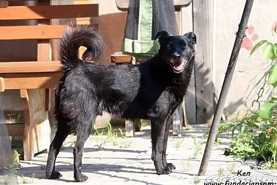 Ken - grzeczny psiak, Mazowieckie, Nowy Dwór Mazowiecki