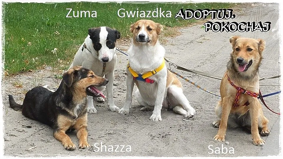 4 cudne SZCZENIAKI szukają domów!