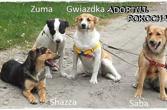 4 cudne SZCZENIAKI szukają domów!