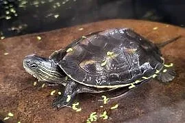 Żółw Wodno - Lądowych -Sklep Zoologiczny