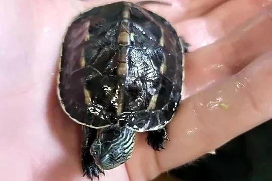 Żółw Wodno - Lądowych -Sklep Zoologiczny, Śląskie, Katowice