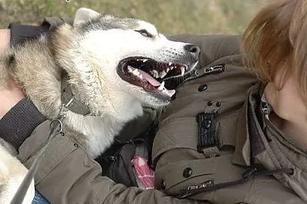 Belfer - przyjacielski husky czeka na kochający do
