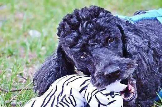 Afro - niezwykły pies do adopcji,  mazowieckie War