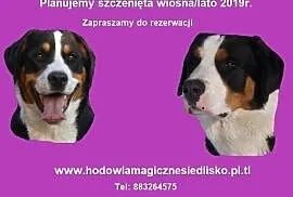 Duży Szwajcarski Pies Pasterski szczeniaki miotwio, Katowice