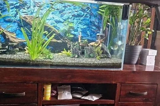 Akwarium 450l z zyciem i osprzetem+szafka i, Dolnośląskie, Jawor