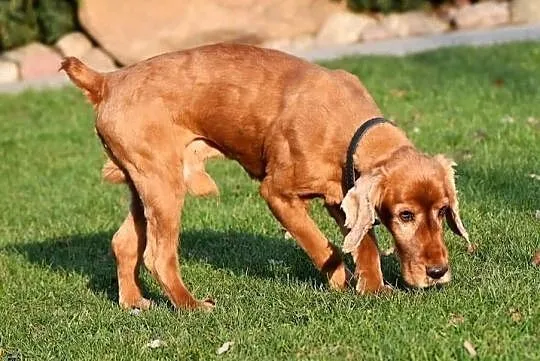 Piękny przyjacielski psiak uwielbiajacy spacery w towarzystwie człowieka poleca się do adopcji, Mazowieckie, Warszawa