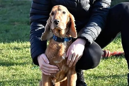 Piękny przyjacielski psiak uwielbiajacy spacery w towarzystwie człowieka poleca się do adopcji, Mazowieckie, Warszawa