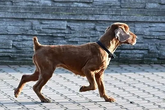 Piękny przyjacielski psiak uwielbiajacy spacery w towarzystwie człowieka poleca się do adopcji, Mazowieckie, Warszawa