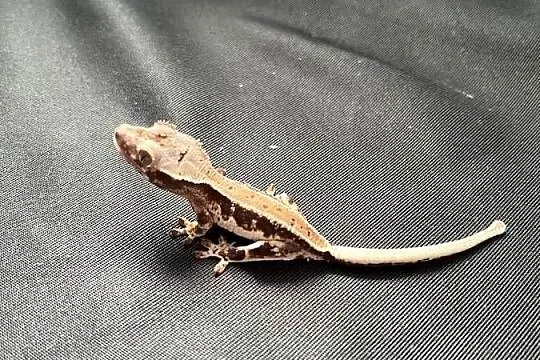 Gekon orzęsiony ciliatus crested gecko jaszczurka do terrarium, Śląskie, Rybnik