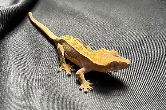 Gekon orzęsiony ciliatus crested gecko jaszczurka do terrarium, Śląskie, Rybnik