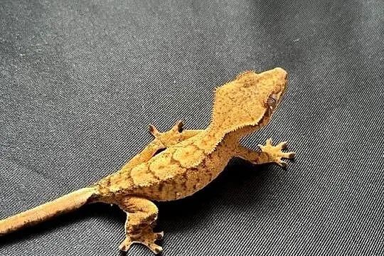 Gekon orzęsiony ciliatus crested gecko jaszczurka do terrarium, Śląskie, Rybnik