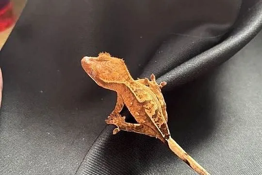 Gekon orzęsiony ciliatus crested gecko jaszczurka do terrarium, Śląskie, Rybnik