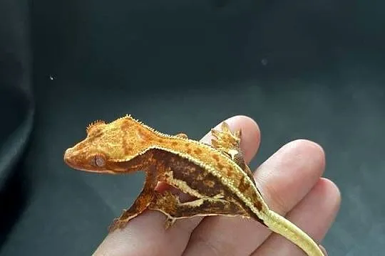 Gekon orzęsiony ciliatus crested gecko jaszczurka do terrarium, Śląskie, Rybnik