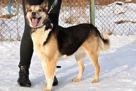 Vega - niech ta gwiazdka lśni przy Tobie :)
