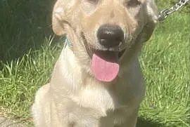 Labrador szczeniak