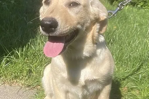Labrador szczeniak, Śląskie, Bielsko-Biała