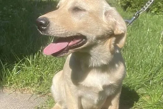 Labrador szczeniak, Śląskie, Bielsko-Biała