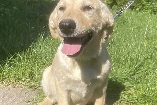 Labrador szczeniak, Śląskie, Bielsko-Biała