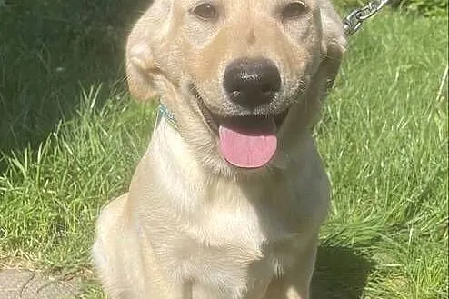 Labrador szczeniak, Śląskie, Bielsko-Biała