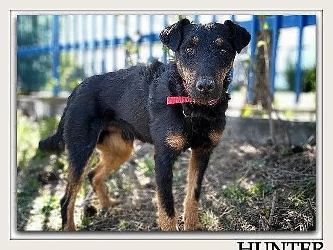 W typie jagdteriera,średni 14 kg,kontaktowy,szczepiony psiak HUNTER.Adopcja., Łódzkie, Łódź