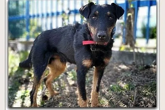 W typie jagdteriera,średni 14 kg,kontaktowy,szczepiony psiak HUNTER.Adopcja., Łódzkie, Łódź