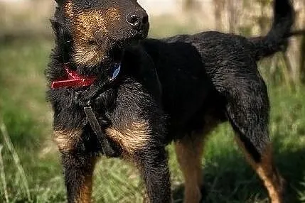 W typie jagdteriera,średni 14 kg,kontaktowy,szczepiony psiak HUNTER.Adopcja., Łódzkie, Łódź