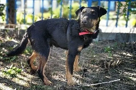 W typie jagdteriera,średni 14 kg,kontaktowy,szczepiony psiak HUNTER.Adopcja., Łódzkie, Łódź