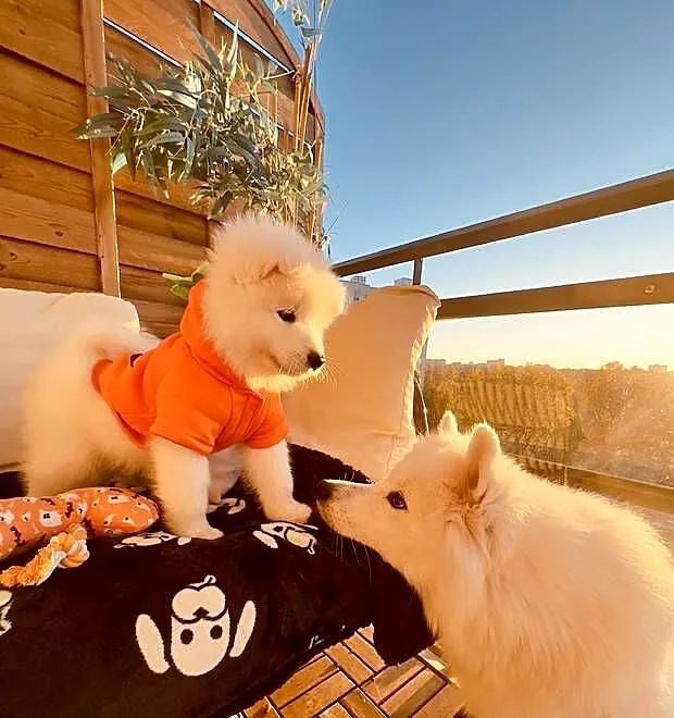 Samoyed szczeniaki, gotowe do odbioru, Mazowieckie, Warszawa